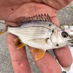 キビレの釣果