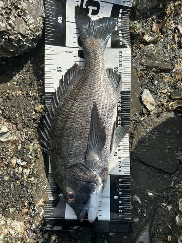 チヌの釣果