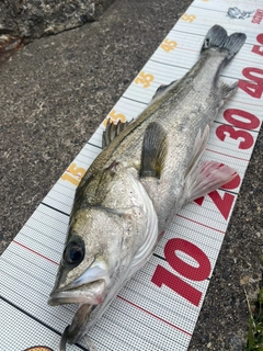 フッコ（マルスズキ）の釣果