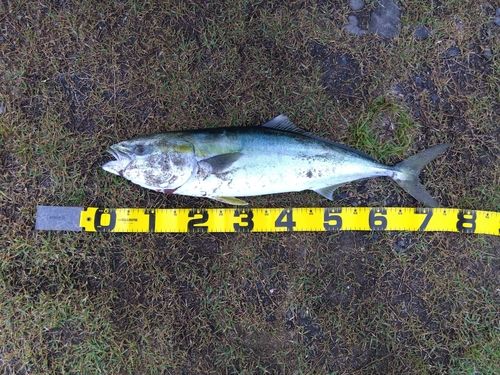 イナダの釣果