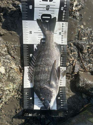 チヌの釣果