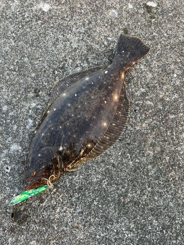 ヒラメの釣果