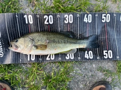 ブラックバスの釣果