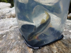 カワムツの釣果