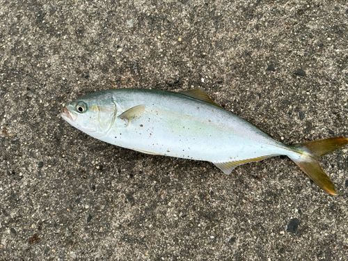 ツバスの釣果