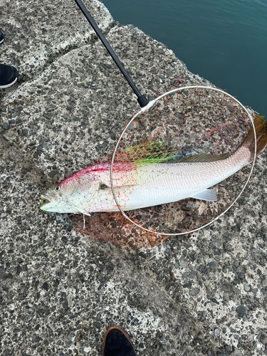 オオニベの釣果