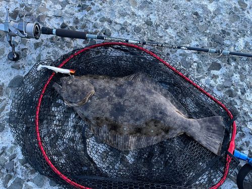 ヒラメの釣果
