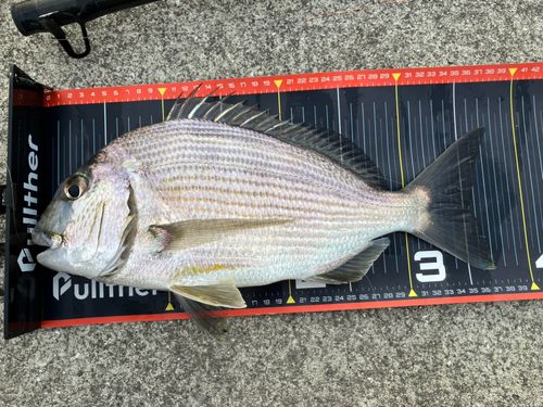 ヘダイの釣果