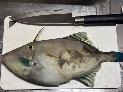 ウマヅラハギの釣果