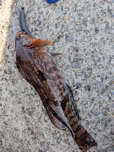 アイナメの釣果