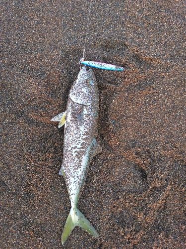 イナダの釣果