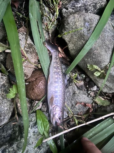 イワナの釣果