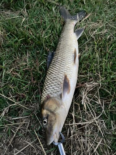 ニゴイの釣果