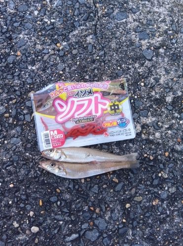 シロギスの釣果