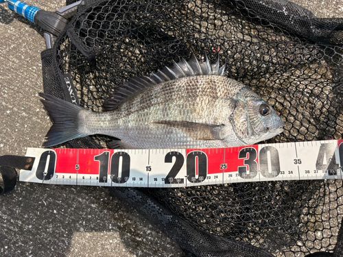 チヌの釣果