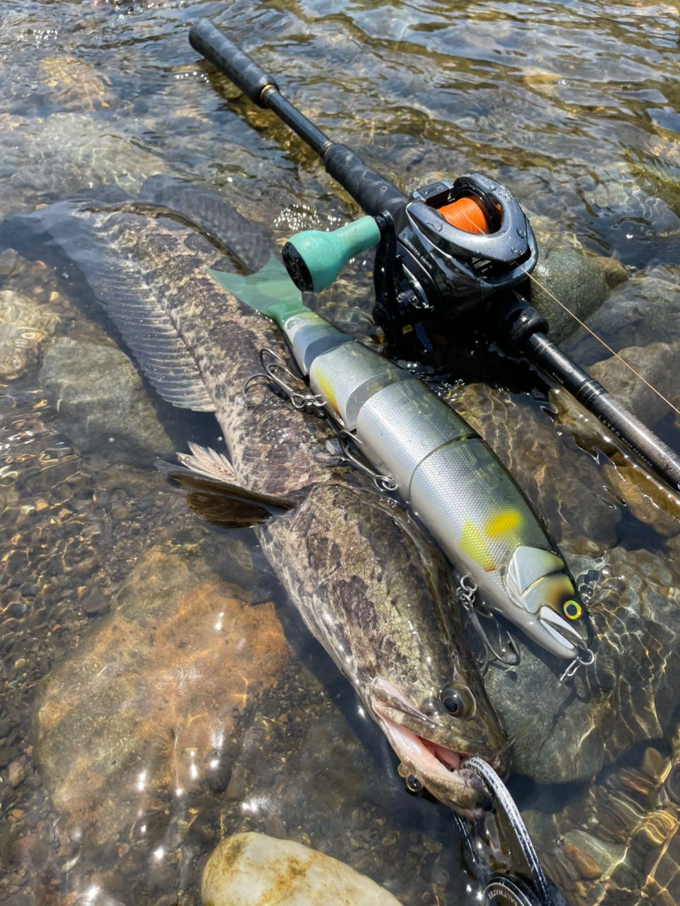 DAIWA 18ラテオ ボートシーバス 73HBの最安値・インプレ・釣果 | 本音