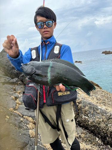 カンムリベラの釣果