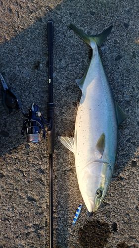 ワラサの釣果