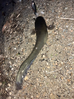 ナマズの釣果