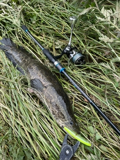ライギョの釣果