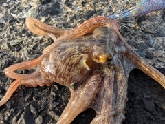 マダコの釣果