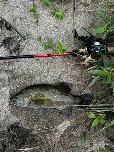 スモールマウスバスの釣果