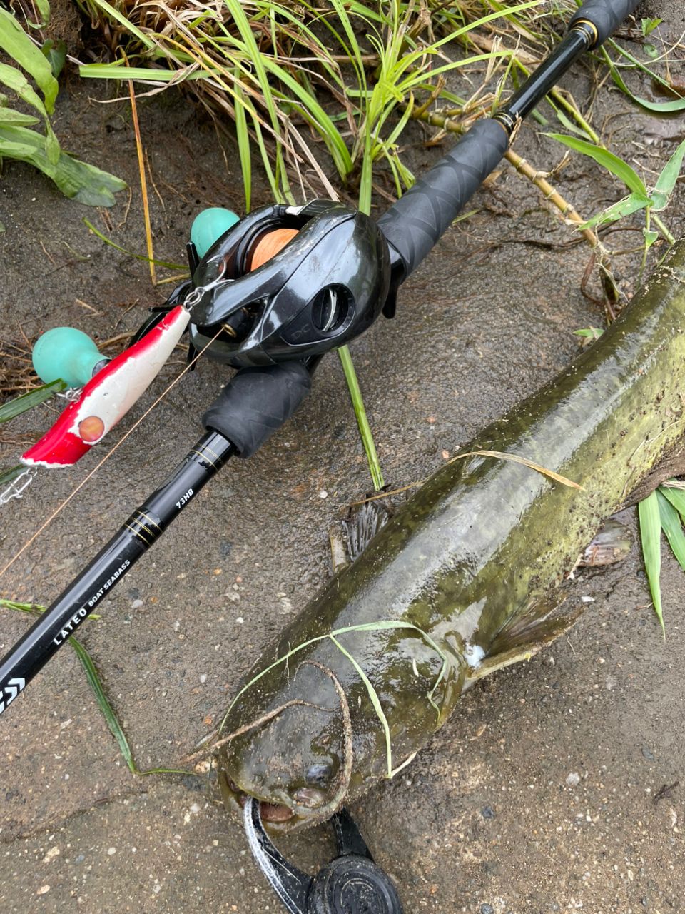 DAIWA 18ラテオ ボートシーバス 73HBの最安値・インプレ・釣果 | 本音