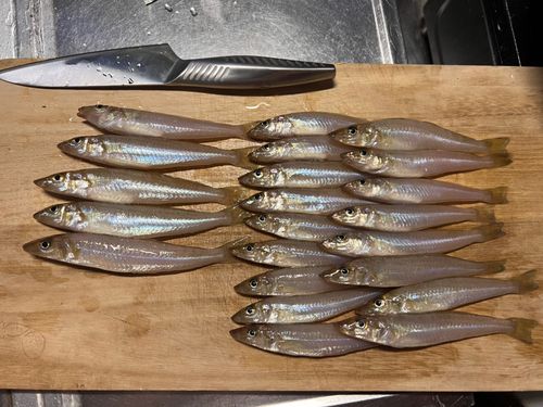 シロギスの釣果