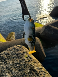 シマフグの釣果