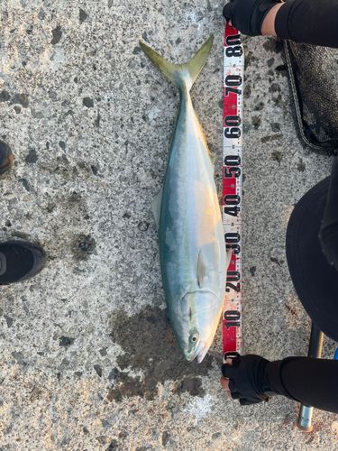 ブリの釣果