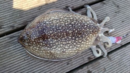 コウイカの釣果