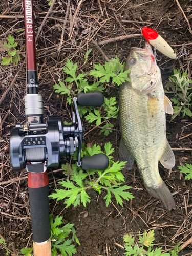 キビレの釣果