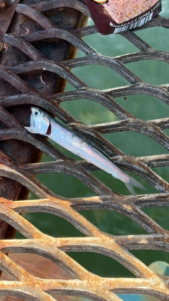 カタクチイワシの釣果