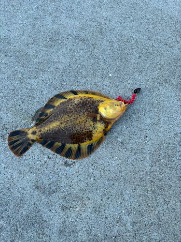 マツカワの釣果