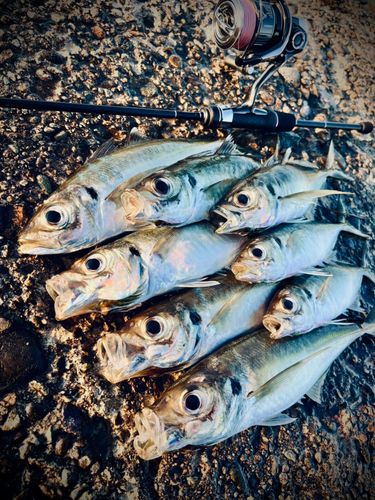 アジの釣果