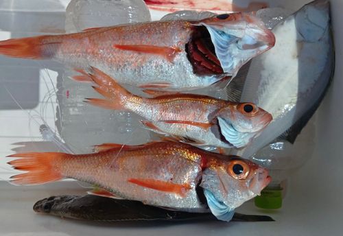 アカムツの釣果