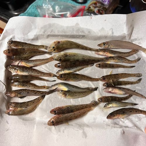 ハゼの釣果