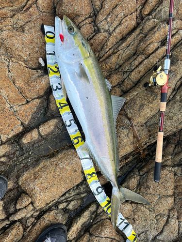 ブリの釣果