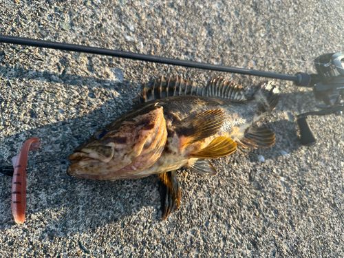ベッコウゾイの釣果