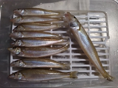 キスの釣果