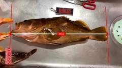 アコウの釣果