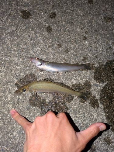 シロギスの釣果