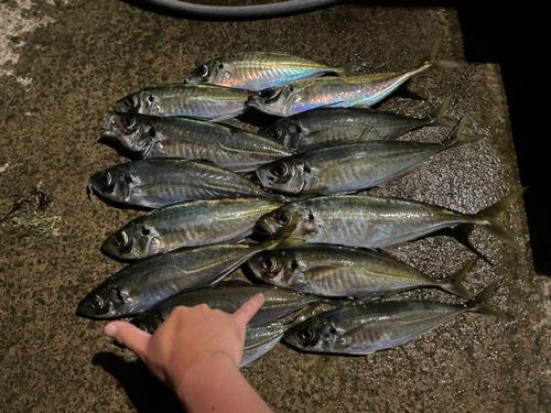 アジの釣果