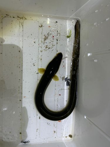 ウナギの釣果