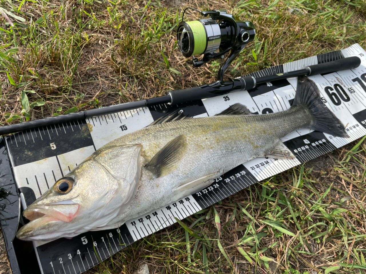 SHIMANO 18ディアルーナ S96Mの最安値・インプレ・釣果 | 本音の口コミ