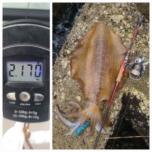アオリイカの釣果