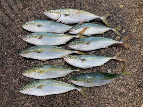 ハマチの釣果