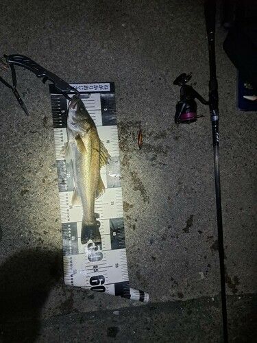 シーバスの釣果
