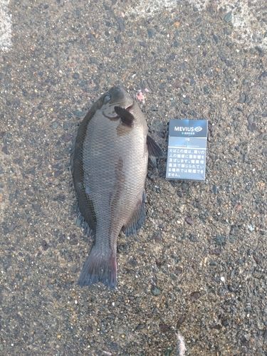 グレの釣果