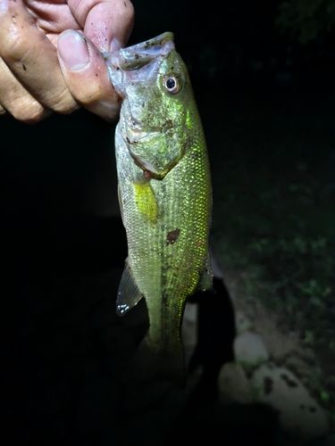 ラージマウスバスの釣果